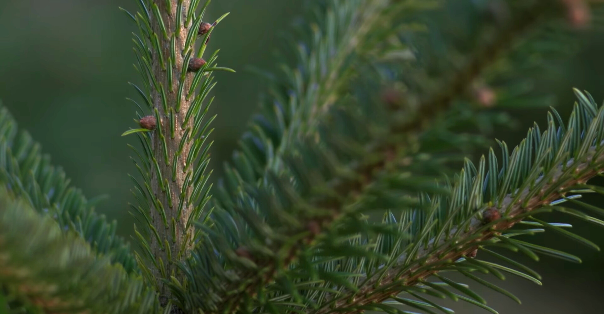 De beste Nordmann Excellent kerstbomen in Badhoevedorp