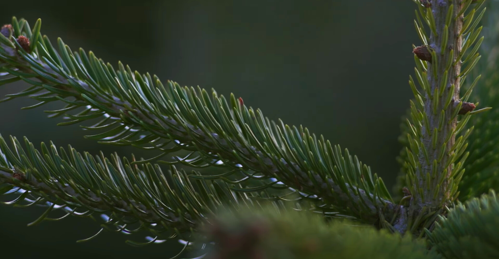De beste Nordmann Excellent kerstbomen in Badhoevedorp