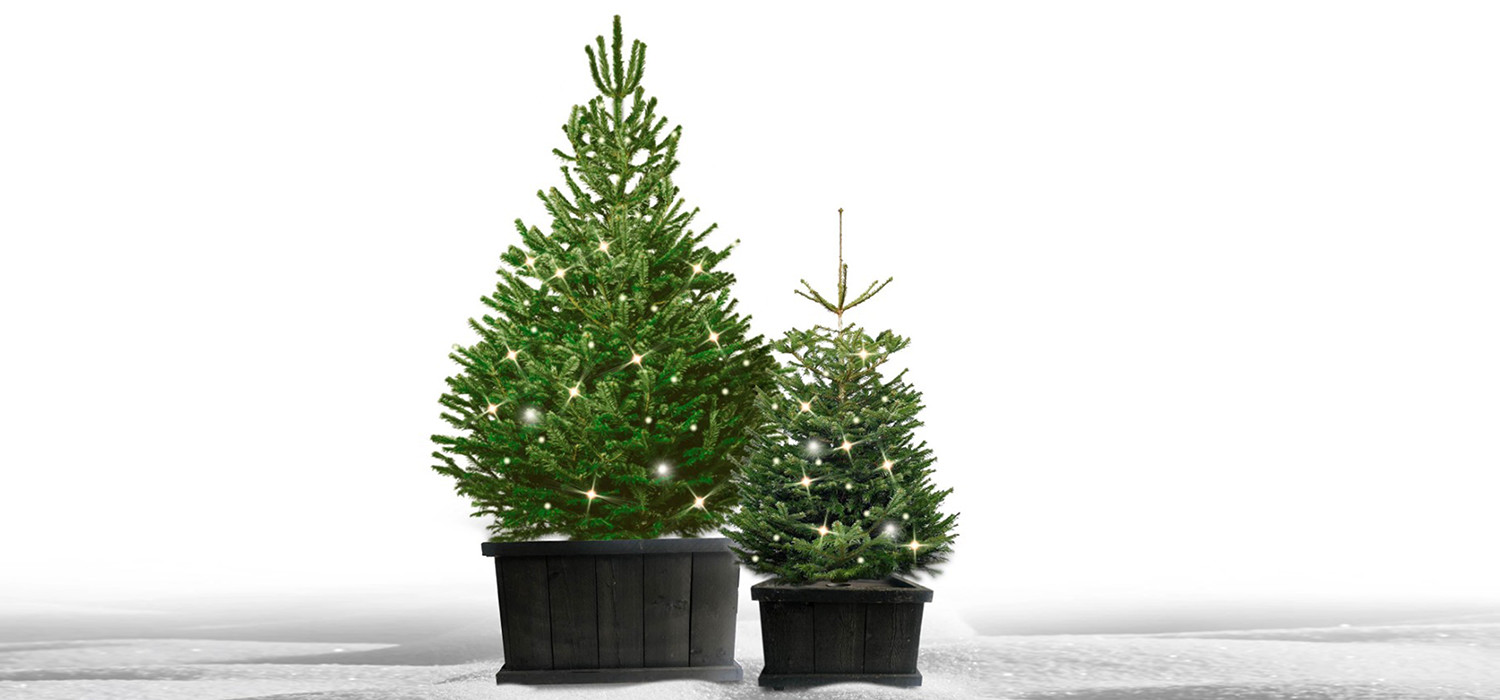Nordmann kerstboom in kist met verlichting voor buiten bestellen in Badhoevedorp